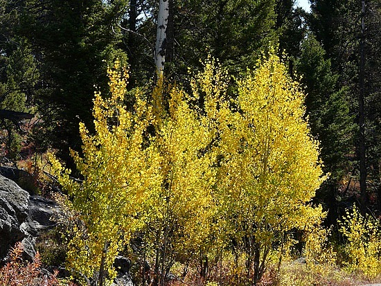 Aspens in Fall Color