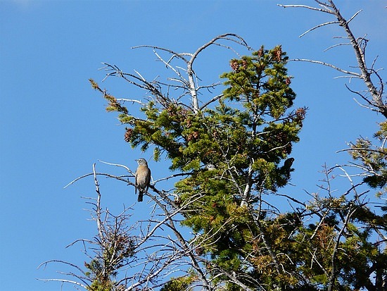 Bird at Mammoth