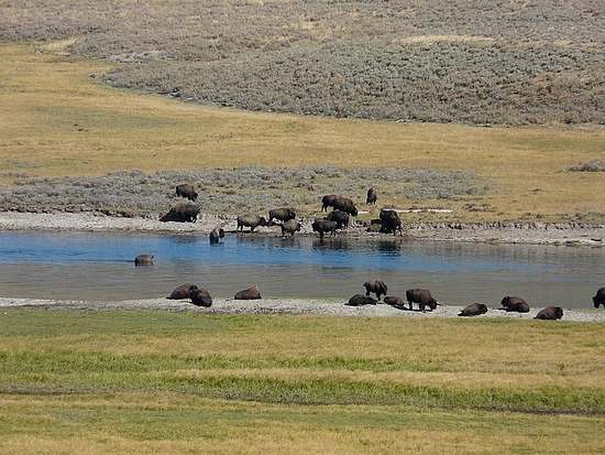 Buffalo at Hayden Valley