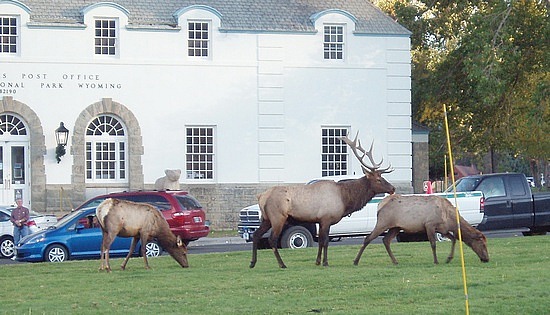 Elk at Mammoth 