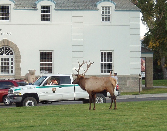 Elk Hanging out with Ranger