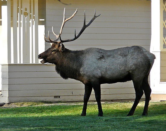 Bugling Elk