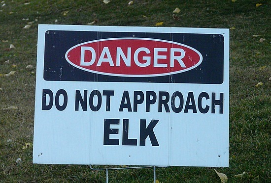 Danger - Elk on the Loose!