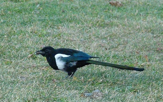 Magpie