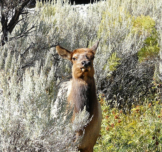 Sweet Young Elk