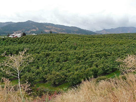 Peshastin Pear Orchards