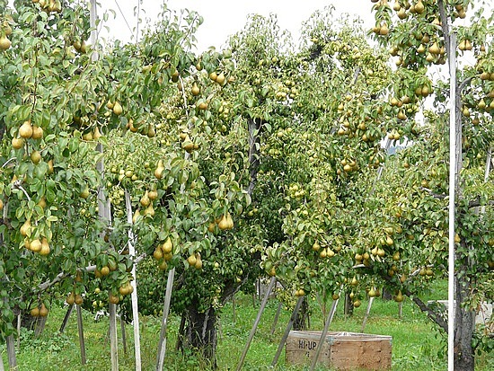 Peshastin Pear Orchard