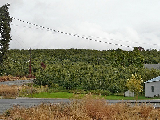 Peshastin Pear Orchards