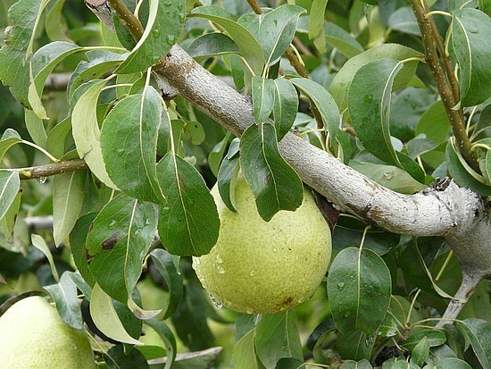 Peshastin Pear