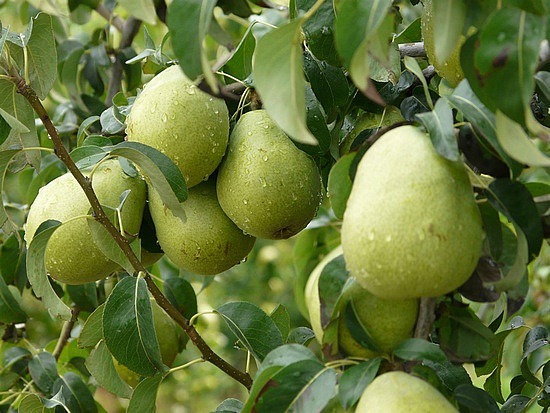 Peshastin Pears