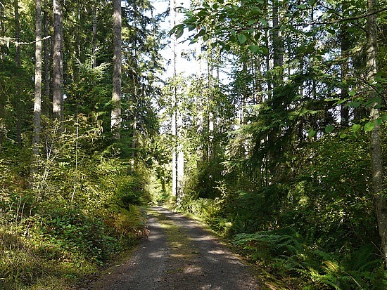 Baumwells' Driveway