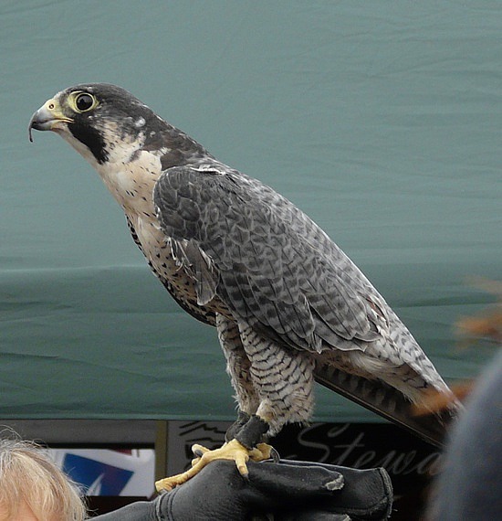 Peregrine Falcon