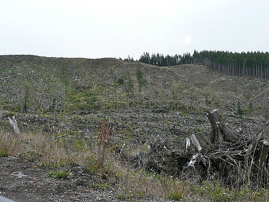 Clear cutting?  No, fierce weather.