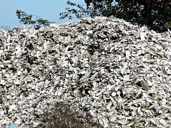 Mountains of oyster shells