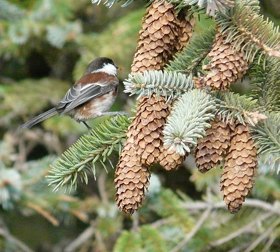 Chickadee enjoying a snack