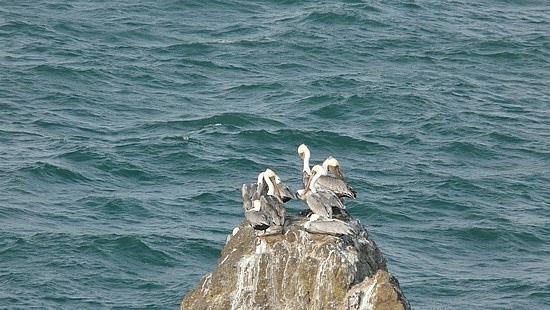 Pelicans