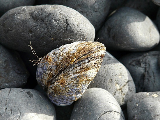 Cobbestone Beach