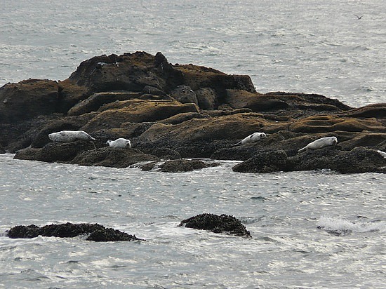 Near Yaquina Head