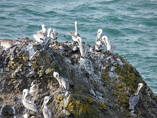 Pelicans