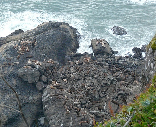 Sea Lions & Seals