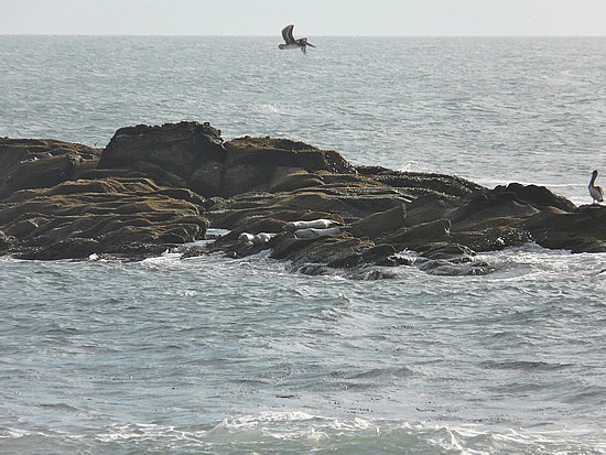 Seals, sea lions, & pelicans