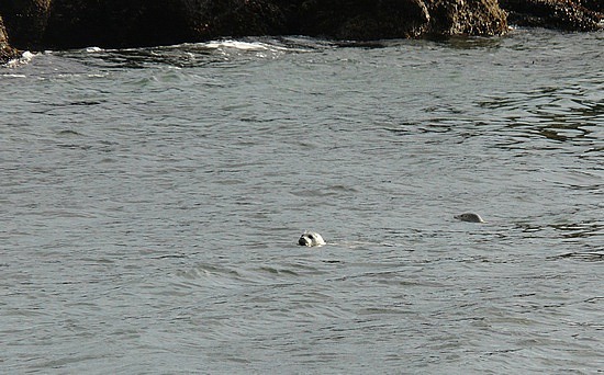 Swimming Seals