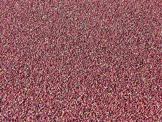 Cranberries, floating in a bog