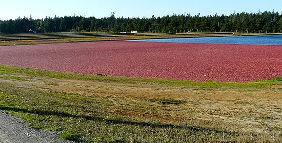 Cranberry bog