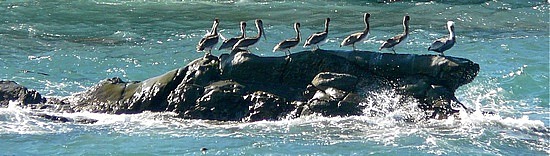 Pelicans on a rock