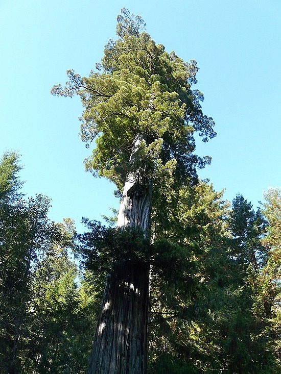 Redwoods