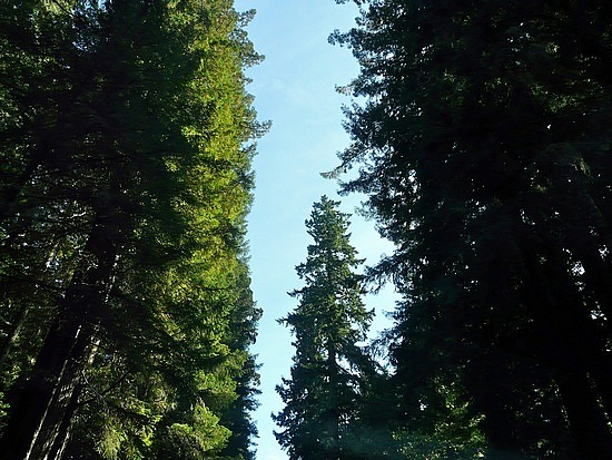 Redwoods