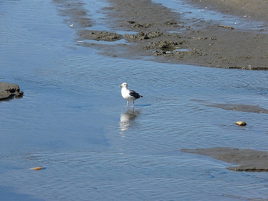 Seagull