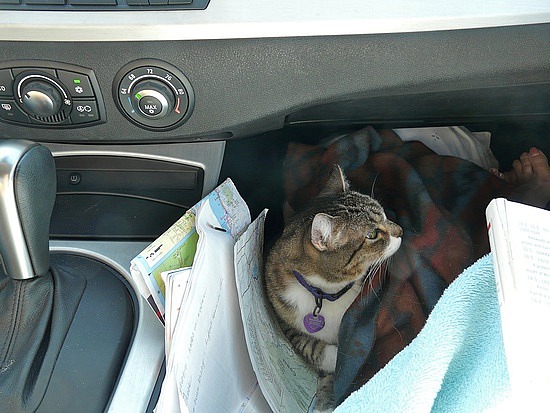 Tuna Helps Navigate