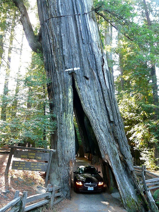 Drive-Thru Tree