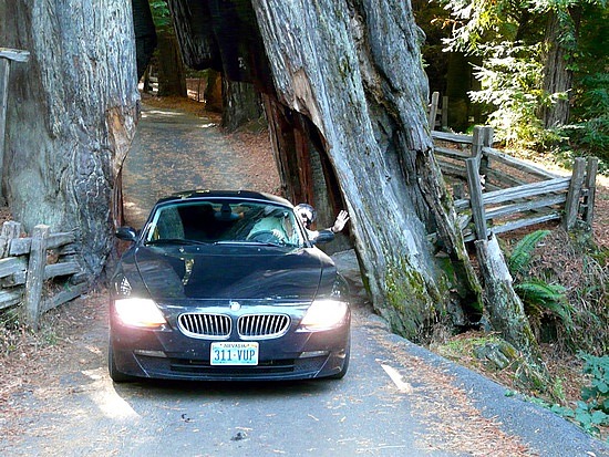 Drive-Thru Tree