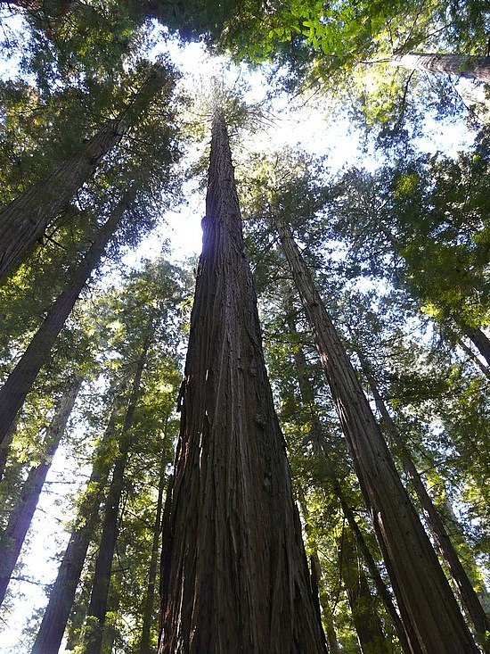 Drive-Thru Tree