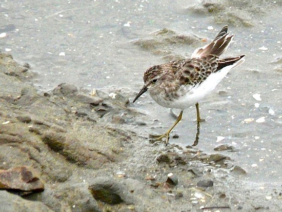 Bird at Glass Beach