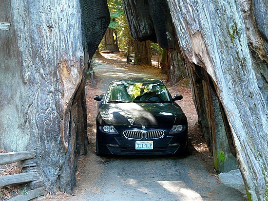 Drive-Thru Tree