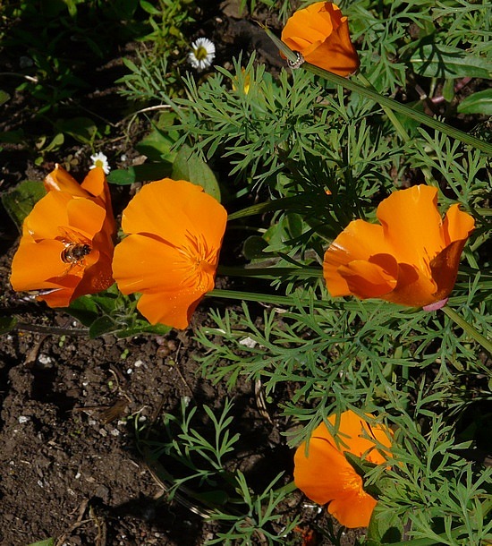 California poppies, the state flower