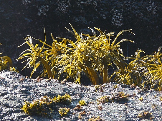 Sea palms