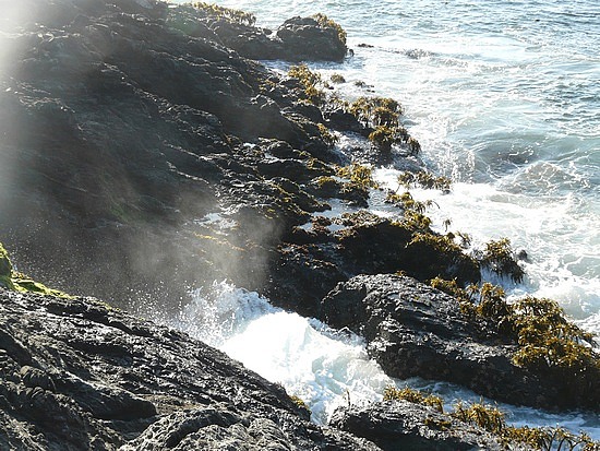 Waves crashing over sea palms