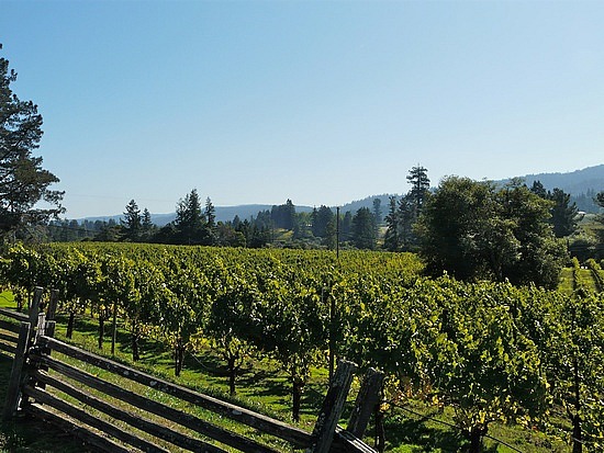 Vineyards along route 128