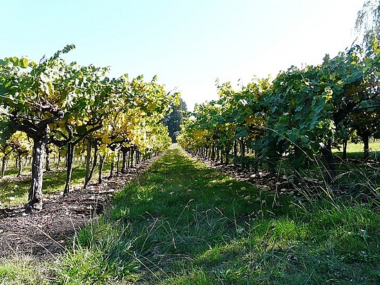 Vineyards along route 128