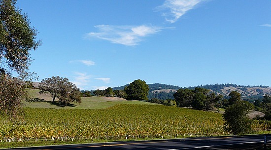 Vineyards along route 128