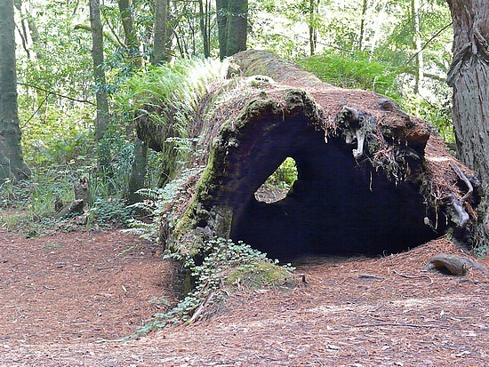 Hollowed out tree trunk supports new growth