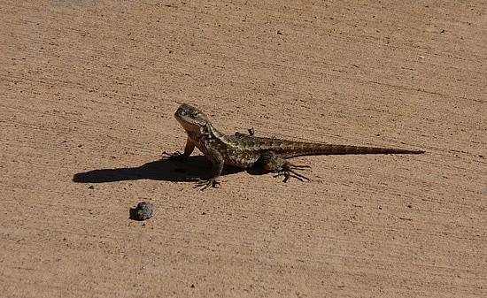 Lizard enjoying sun at winery