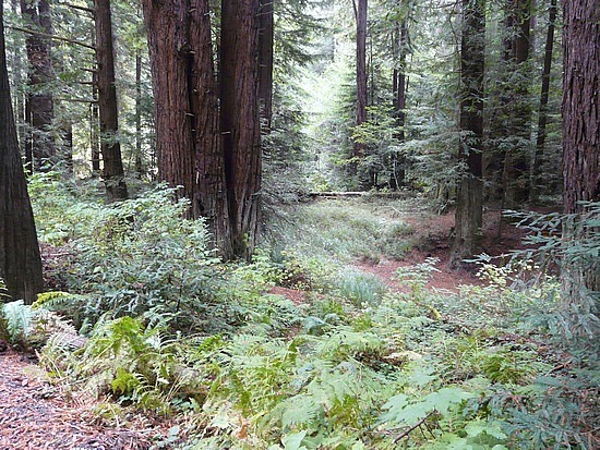 Redwoods line the road