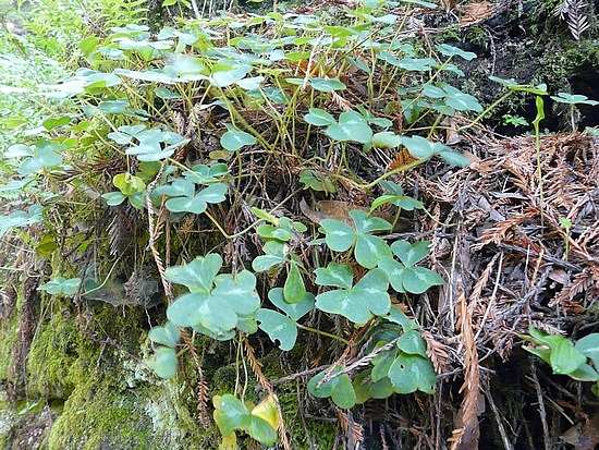 Typical redwood forest underlying plants