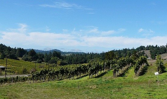 Vineyards along route 128