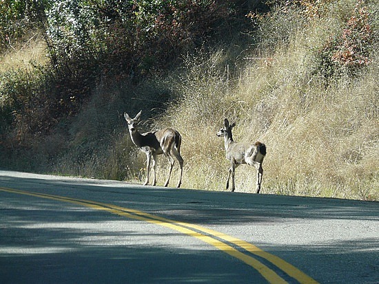 Deer along Mountain View Road